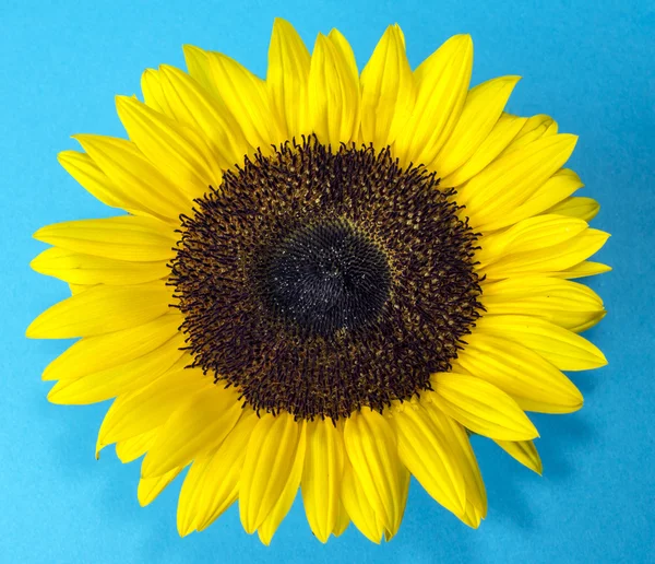 Sonnenblume (helianthus annuus)) — Stockfoto