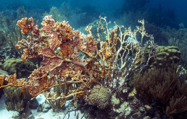 Огненные кораллы — стоковое фото