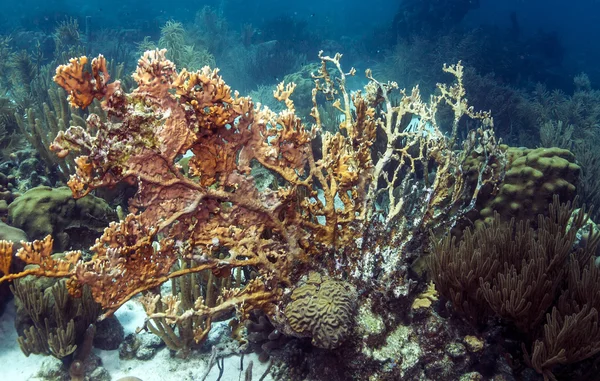 Fire Coral — Stock Photo, Image