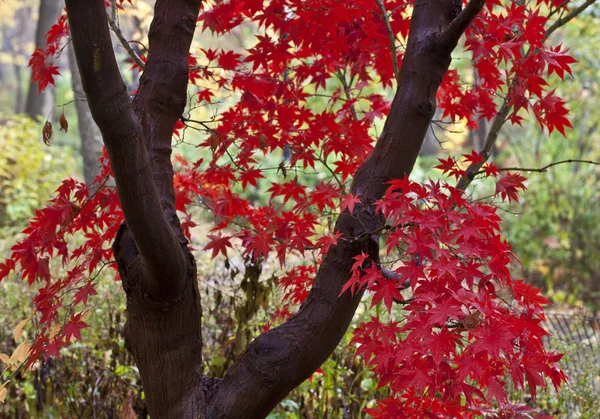 Japanse esdoorn bladeren — Stockfoto