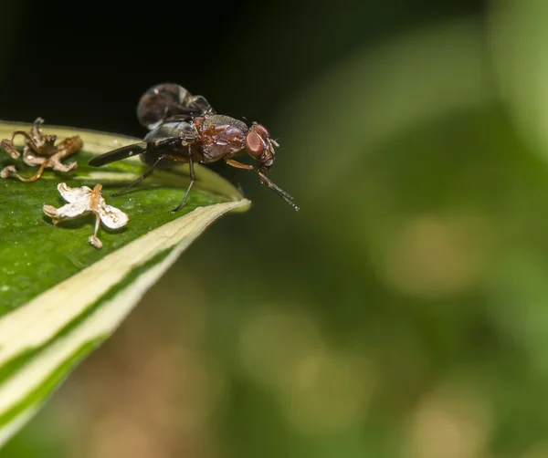 Arı sinek — Stok fotoğraf