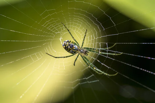 Livada păianjen (Leucauge venusta ) — Fotografie, imagine de stoc