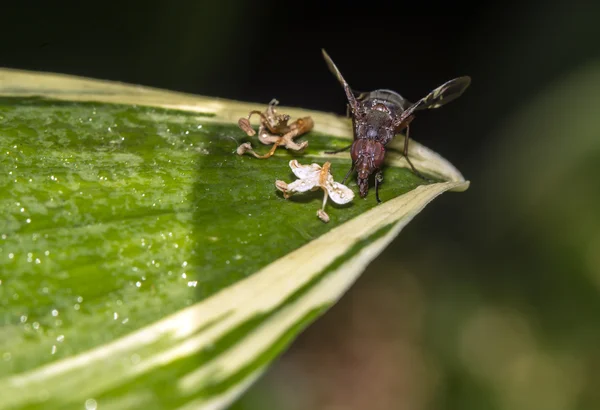 Mosca de abeja — Foto de Stock