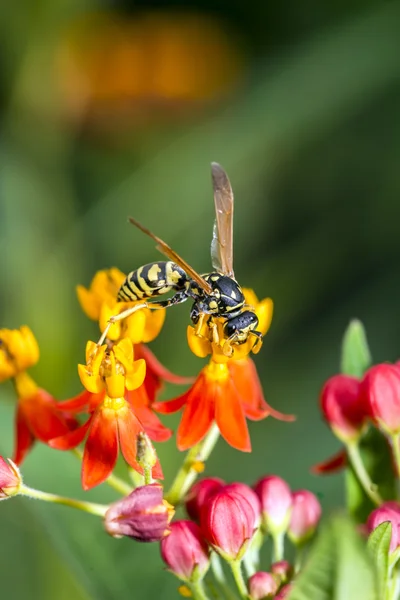 Wasp op dieprode milkwood in tuin — Stockfoto