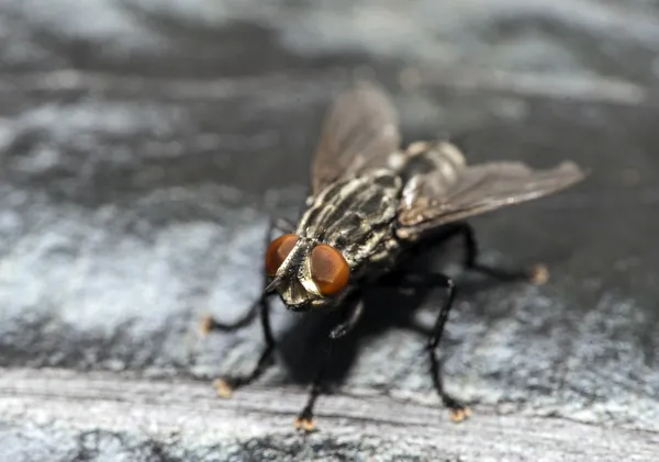 Mosca doméstica —  Fotos de Stock