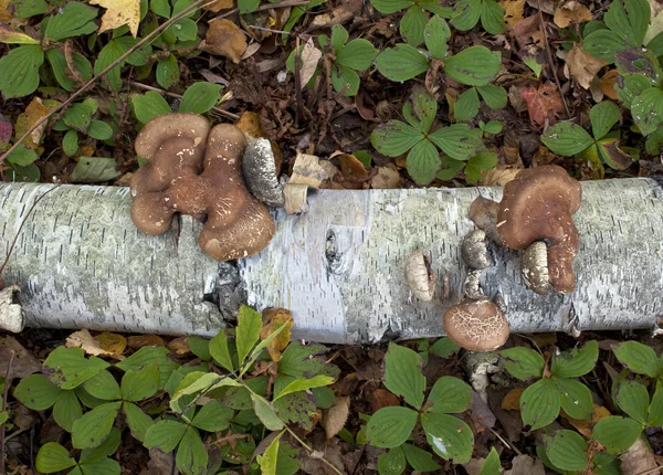 Brzoza polypore grzyb — Zdjęcie stockowe