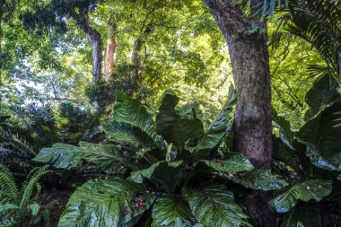 Tropikal Yağmur Ormanları