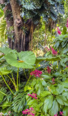 Tropikal Yağmur Ormanları