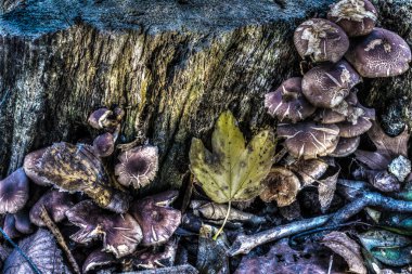 central Park'ta sonbahar