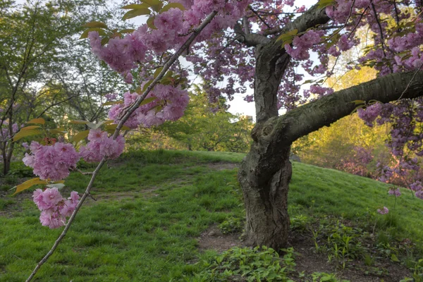 Třešeň japonská, prunus serrulata — Stock fotografie