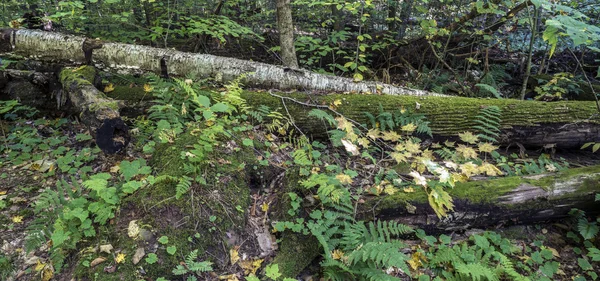 Ricketts Glen harbors Glens Natural Area — Stock Photo, Image