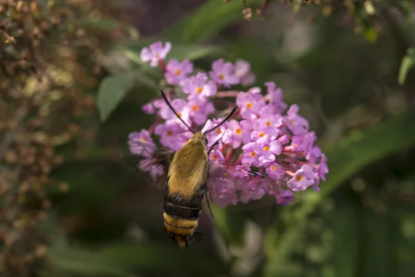 Hummingbird nachtvlinder, de sphinx vlinder — Stockfoto