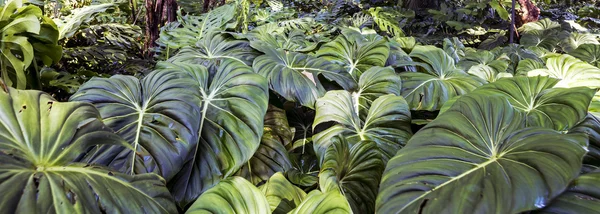 Тропические тропические леса — стоковое фото
