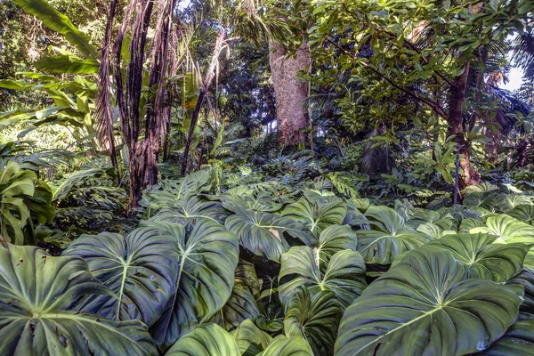 Tropisch regenwoud — Stockfoto