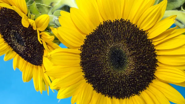 Sunflower (Helianthus annuus) — Stock Photo, Image