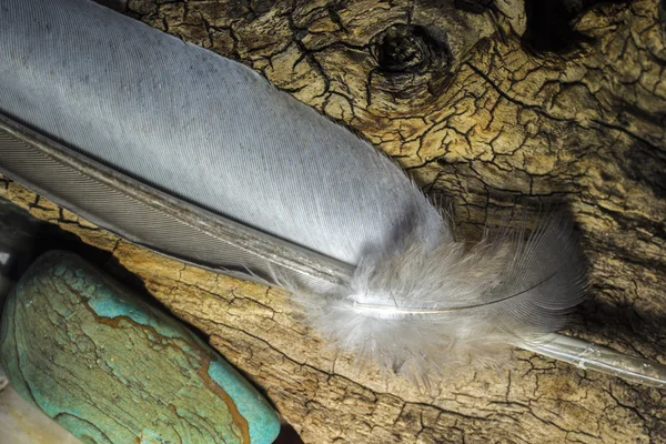 Feather on log with rocks — Stok Foto