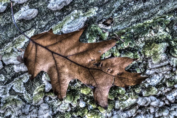 Feuille de chêne d'automne — Photo