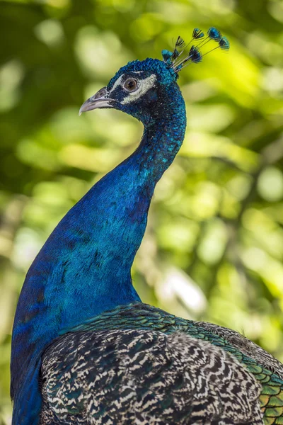 Pavo real macho ave — Foto de Stock