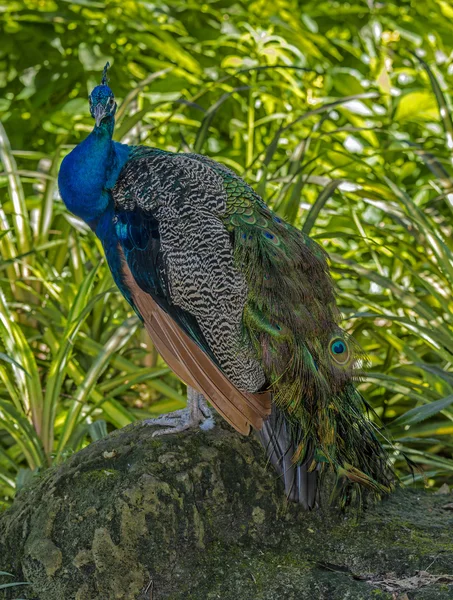 Peacock manlig fågel — Stockfoto