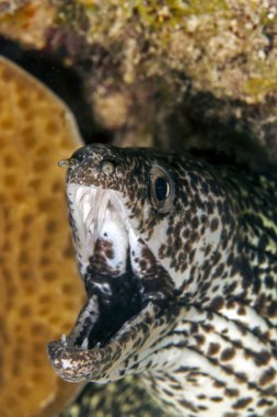 Benekli moray, moringa gymnothorax,