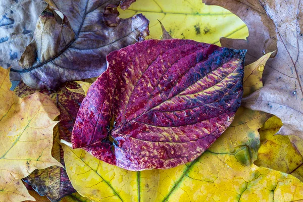 Autumn leaves — Stock Photo, Image