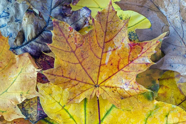 Hojas de otoño — Foto de Stock