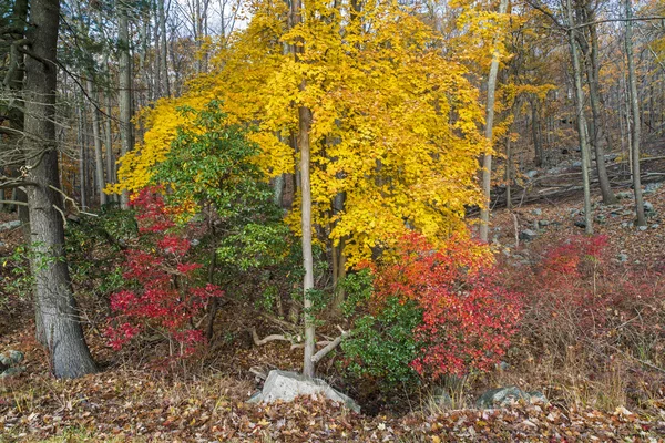 Harriman State Park view into forest — Stock Photo, Image