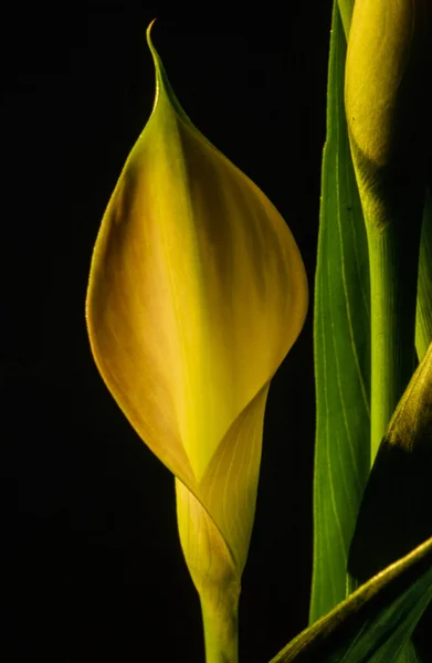 Zantedeschia aethiopica, calla lily — Stock Photo, Image