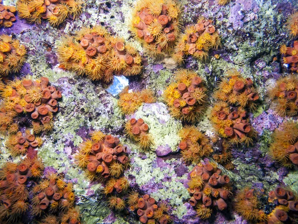 Copa Naranja Coral Tubastrea coccinea — Foto de Stock