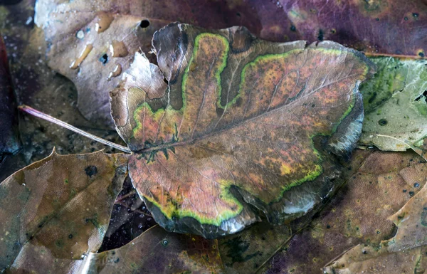 Autumn poplar leaf — Stock Photo, Image