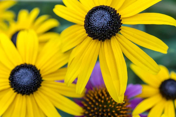 Rudbeckia hirta, Schwarzäugiger Susan — Stockfoto