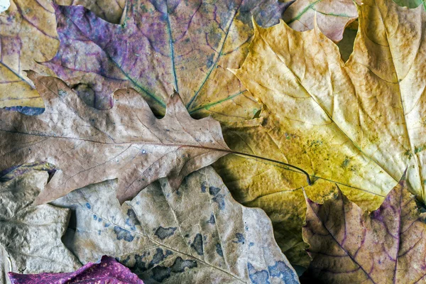 Autumn leaves — Stock Photo, Image