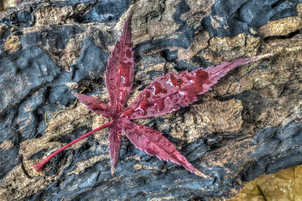 Herfstbladeren — Stockfoto