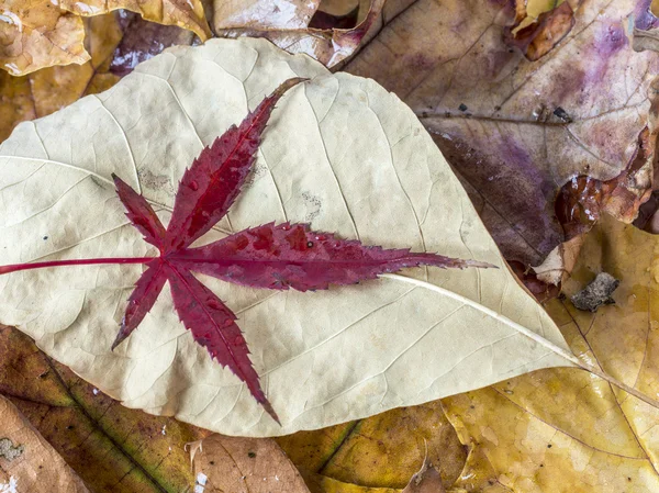 Hojas de otoño — Foto de Stock