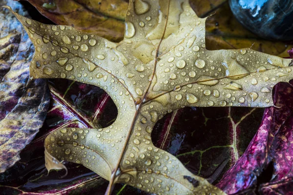 Herfstbladeren — Stockfoto