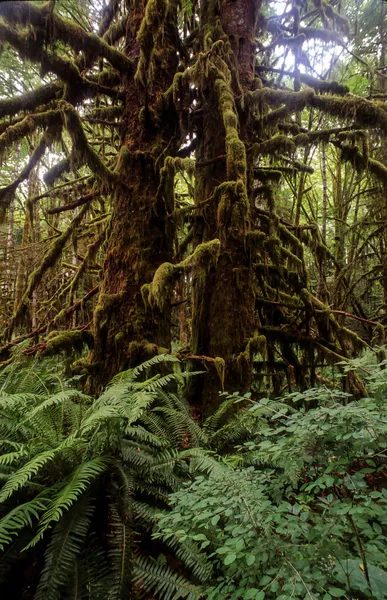 Isla de Vancouver, ubicada en Columbia Británica, Canadá — Foto de Stock