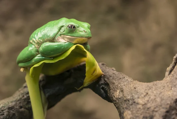 Mexican dumpy tree frog — Stock Photo, Image