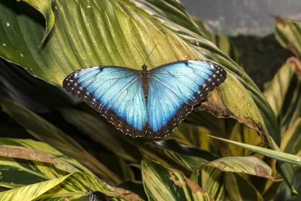 Morpho butterfly — Stock Photo, Image