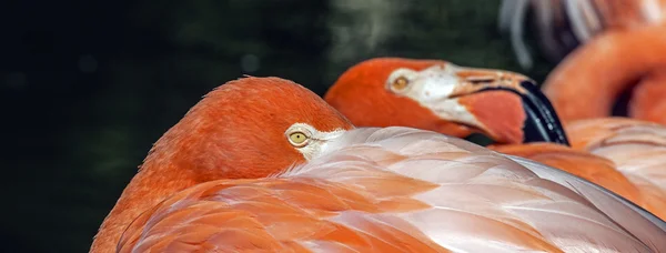 Flamingo rosa na Flórida — Fotografia de Stock