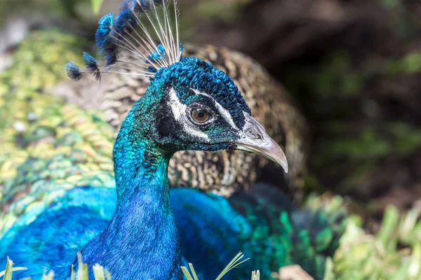 Indischer Pfau — Stockfoto