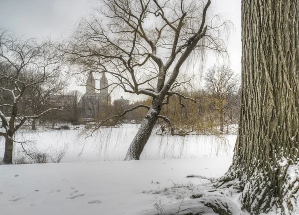 Central Park, Nueva York durante la tormenta de nieve —  Fotos de Stock