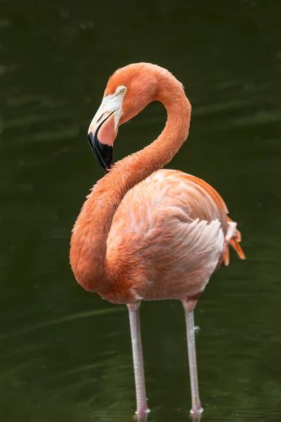 Flamingo rosa na Flórida — Fotografia de Stock