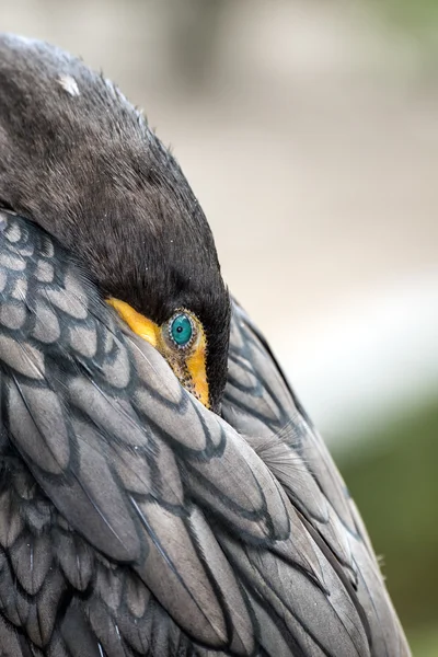 Gran Cormorán — Foto de Stock