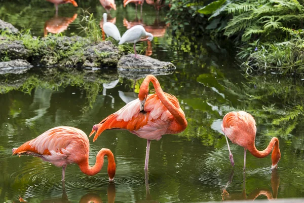 Flamingo rosa na Flórida — Fotografia de Stock