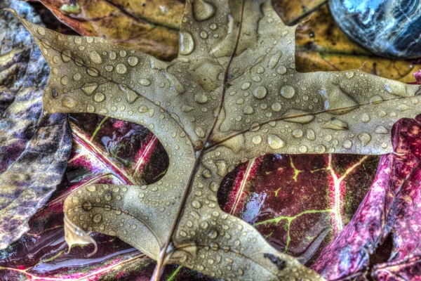 Herbstblätter — Stockfoto