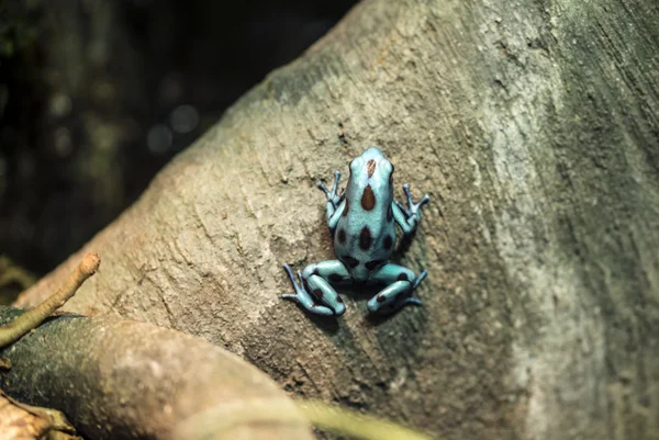 Sapo de dardo venenoso — Fotografia de Stock