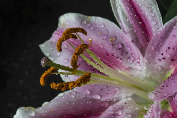 Lilia orientalna, lilium cernuum — Zdjęcie stockowe