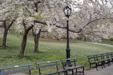 Bahar central park, new york city