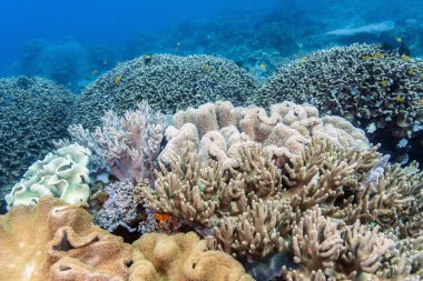 bunaken ulusal deniz park.indonesia