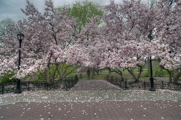 Bahar central park, new york city — Stok fotoğraf